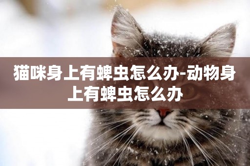 貓咪身上有蜱蟲怎么辦-動物身上有蜱蟲怎么辦