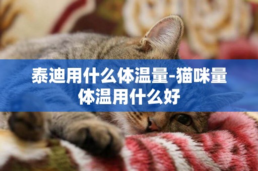 泰迪用什么體溫量-貓咪量體溫用什么好