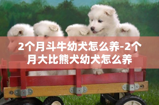 2個月斗牛幼犬怎么養-2個月大比熊犬幼犬怎么養