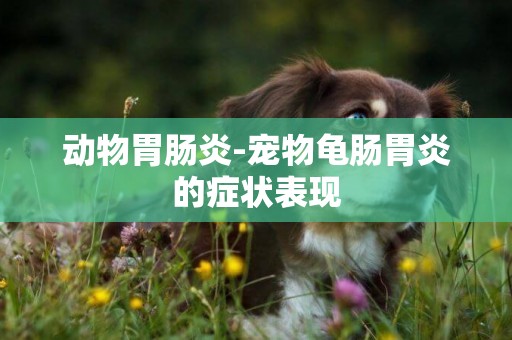 動物胃腸炎-寵物龜腸胃炎的癥狀表現