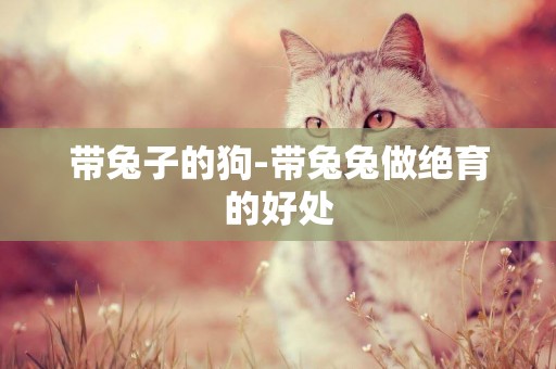 帶兔子的狗-帶兔兔做絕育的好處