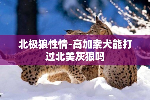 北極狼性情-高加索犬能打過北美灰狼嗎