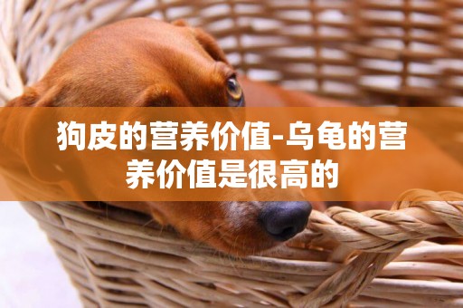 狗皮的營養價值-烏龜的營養價值是很高的