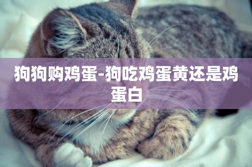 狗狗購雞蛋-狗吃雞蛋黃還是雞蛋白