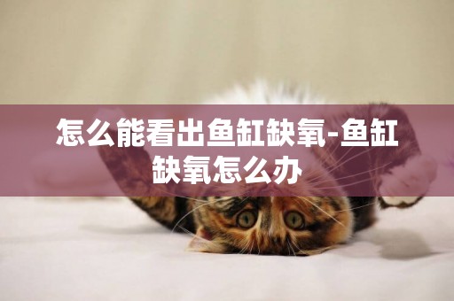 怎么能看出魚缸缺氧-魚缸缺氧怎么辦