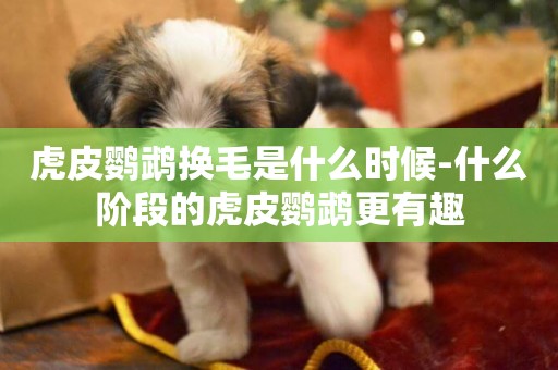虎皮鸚鵡換毛是什么時候-什么階段的虎皮鸚鵡更有趣