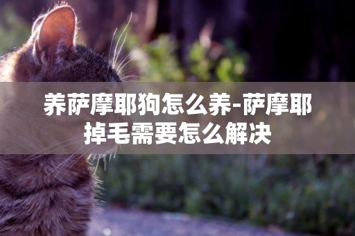 養薩摩耶狗怎么養-薩摩耶掉毛需要怎么解決