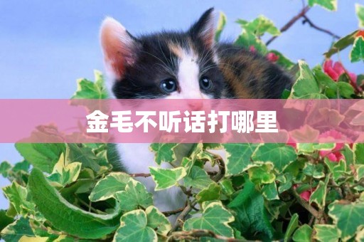 金毛不聽話打哪里