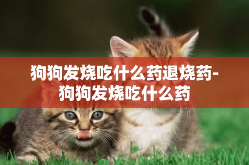 狗狗發燒吃什么藥退燒藥-狗狗發燒吃什么藥