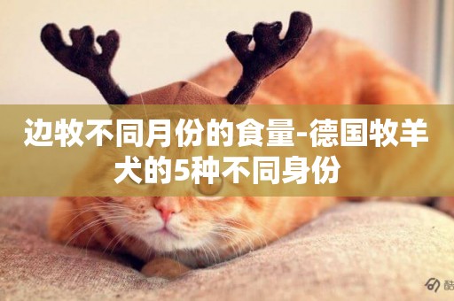 邊牧不同月份的食量-德國牧羊犬的5種不同身份