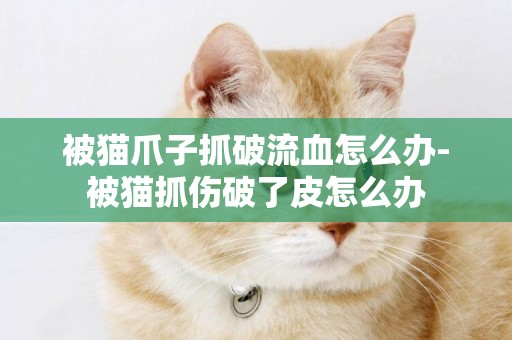 被貓爪子抓破流血怎么辦-被貓抓傷破了皮怎么辦