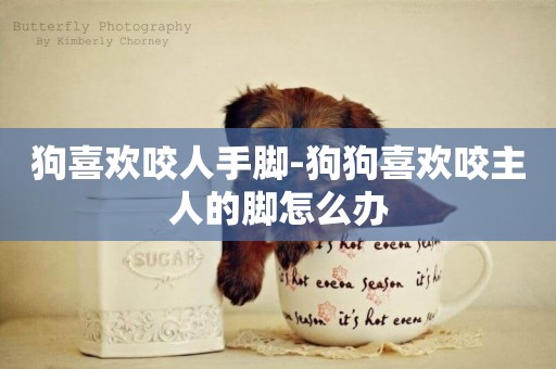 狗喜歡咬人手腳-狗狗喜歡咬主人的腳怎么辦