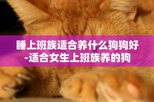 睡上班族適合養什么狗狗好-適合女生上班族養的狗