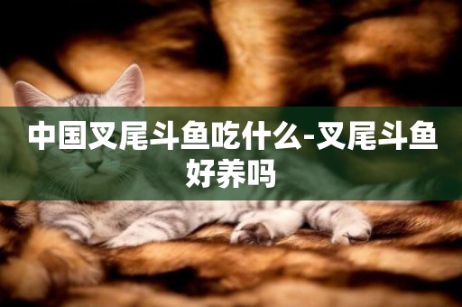中國叉尾斗魚吃什么-叉尾斗魚好養嗎