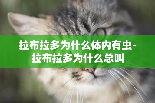 拉布拉多為什么體內有蟲-拉布拉多為什么總叫