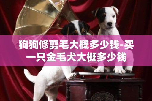 狗狗修剪毛大概多少錢-買一只金毛犬大概多少錢