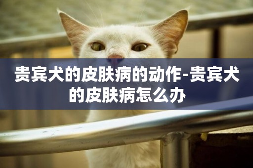 貴賓犬的皮膚病的動作-貴賓犬的皮膚病怎么辦