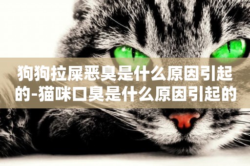 狗狗拉屎惡臭是什么原因引起的-貓咪口臭是什么原因引起的