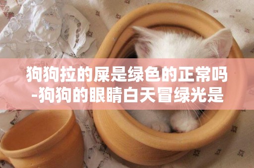 狗狗拉的屎是綠色的正常嗎-狗狗的眼睛白天冒綠光是正常的嗎