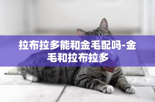 拉布拉多能和金毛配嗎-金毛和拉布拉多