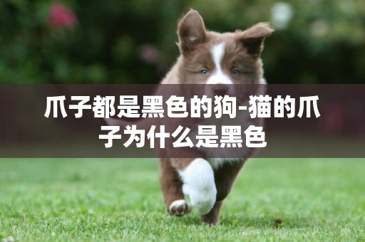 爪子都是黑色的狗-貓的爪子為什么是黑色