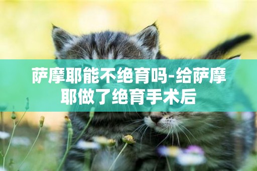 薩摩耶能不絕育嗎-給薩摩耶做了絕育手術后