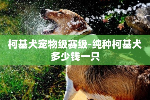 柯基犬寵物級賽級-純種柯基犬多少錢一只