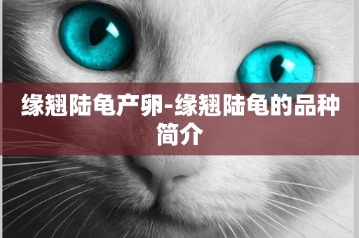 緣翹陸龜產卵-緣翹陸龜的品種簡介