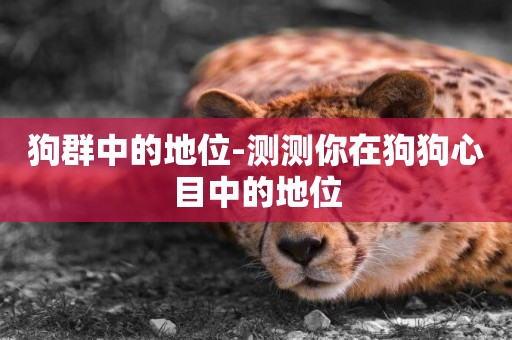 狗群中的地位-測測你在狗狗心目中的地位