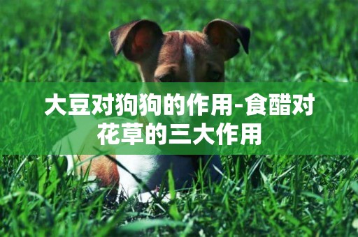 大豆對狗狗的作用-食醋對花草的三大作用
