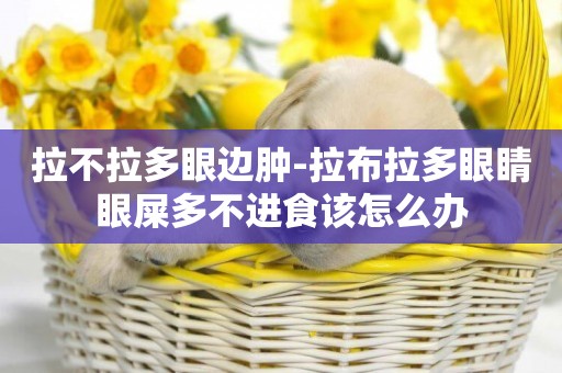拉不拉多眼邊腫-拉布拉多眼睛眼屎多不進食該怎么辦