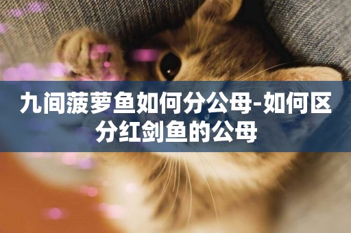 九間菠蘿魚如何分公母-如何區分紅劍魚的公母