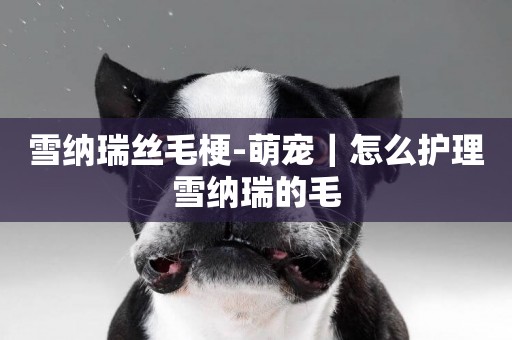 雪納瑞絲毛梗-萌寵｜怎么護理雪納瑞的毛