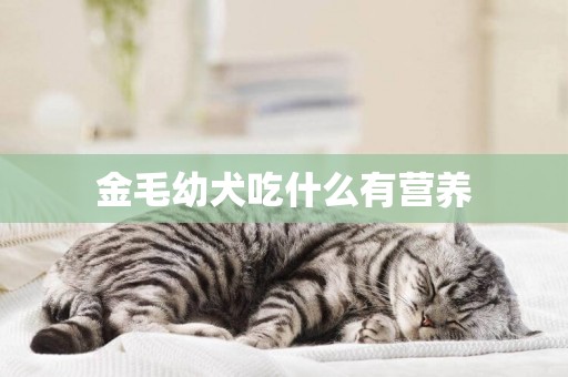 金毛幼犬吃什么有營養