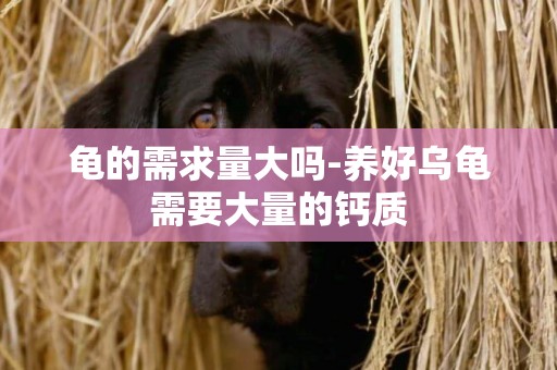 龜的需求量大嗎-養好烏龜需要大量的鈣質
