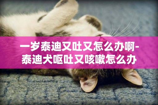 一歲泰迪又吐又怎么辦啊-泰迪犬嘔吐又咳嗽怎么辦