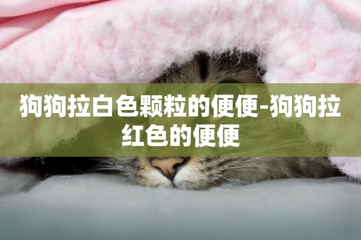 狗狗拉白色顆粒的便便-狗狗拉紅色的便便