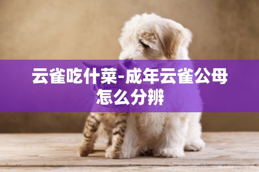 云雀吃什菜-成年云雀公母怎么分辨