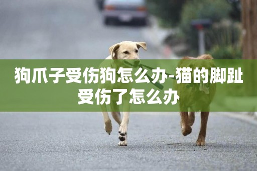 狗爪子受傷狗怎么辦-貓的腳趾受傷了怎么辦
