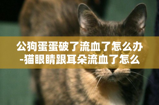 公狗蛋蛋破了流血了怎么辦-貓眼睛跟耳朵流血了怎么辦
