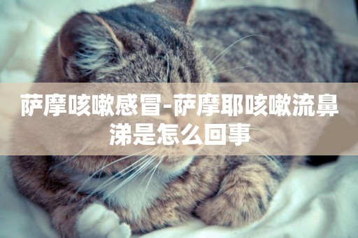 薩摩咳嗽感冒-薩摩耶咳嗽流鼻涕是怎么回事