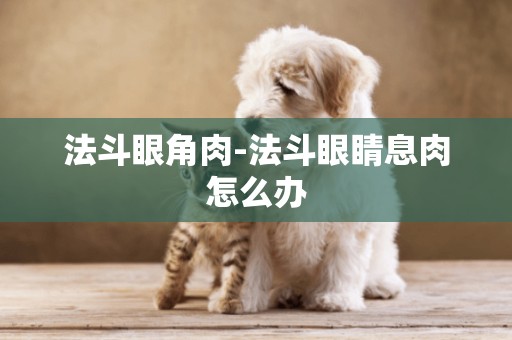 法斗眼角肉-法斗眼睛息肉怎么辦