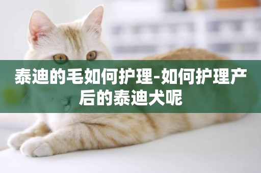 泰迪的毛如何護理-如何護理產后的泰迪犬呢