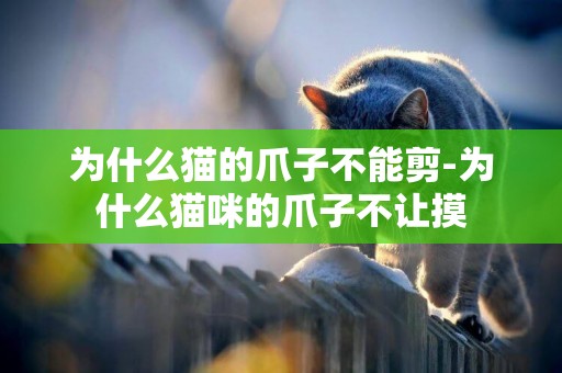 為什么貓的爪子不能剪-為什么貓咪的爪子不讓摸