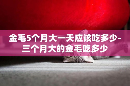 金毛5個月大一天應該吃多少-三個月大的金毛吃多少