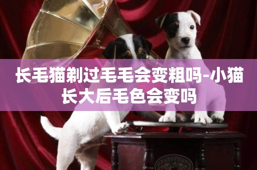 長毛貓剃過毛毛會變粗嗎-小貓長大后毛色會變嗎