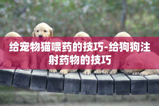 給寵物貓喂藥的技巧-給狗狗注射藥物的技巧