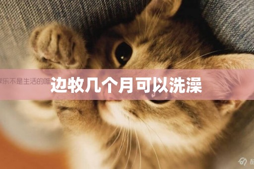 邊牧幾個月可以洗澡