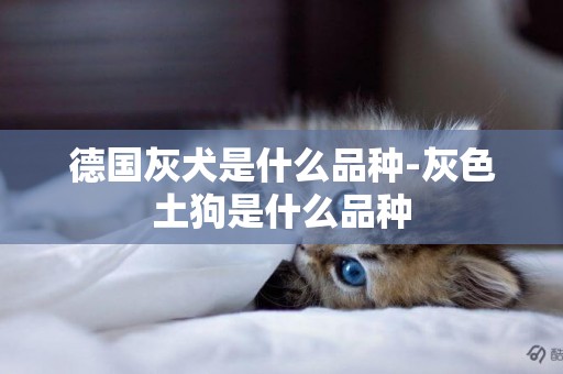 德國灰犬是什么品種-灰色土狗是什么品種