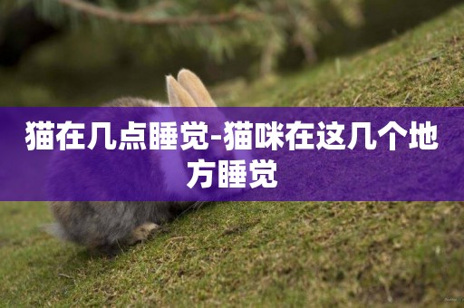 貓在幾點睡覺-貓咪在這幾個地方睡覺